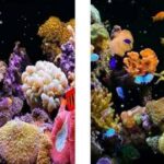 Aquarium Live Wallpaper Apps