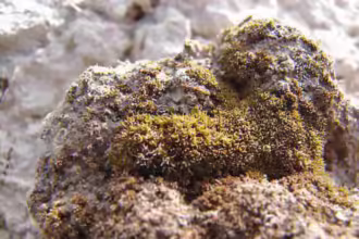 Moss Survive on Mars
